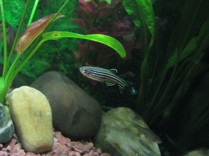 freshwater fish - danio rerio - zebra danio stocking in 5 gallons tank - the very active Zebra Danio... Took me few shots before this photo... freshwater fish - danio rerio - zebra danio stocking in 5 gallons tank - the very active Zebra Danio... Took me few shots before this photo...