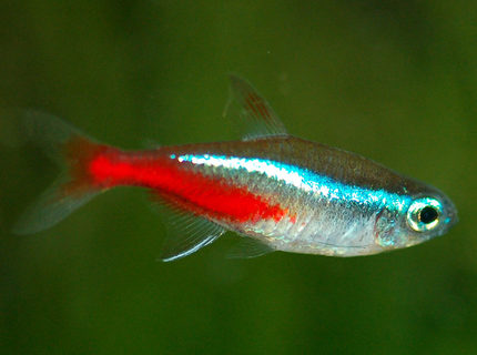 freshwater fish - paracheirodon innesi - neon tetra jumbo stocking in 37 gallons tank - Neon tetra freshwater fish - paracheirodon innesi - neon tetra jumbo stocking in 37 gallons tank - Neon tetra