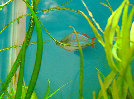 freshwater fish - melanotaenia praecox - praecox rainbow stocking in 37 gallons tank - Hugh!...my oldest fish. freshwater fish - melanotaenia praecox - praecox rainbow stocking in 37 gallons tank - Hugh!...my oldest fish.