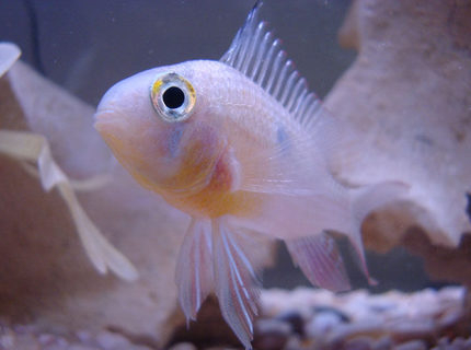 freshwater fish - microgeophagus altispinosa - bolivian ram stocking in 55 gallons tank - Bolivian Ram Close Up freshwater fish - microgeophagus altispinosa - bolivian ram stocking in 55 gallons tank - Bolivian Ram Close Up