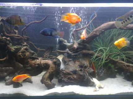 freshwater fish - heros severus x amphilophus citrinellum - blood parrot stocking in 121 gallons tank - my 121 gallon tank decorated with mainly driftwood, fake plants, and plane black backdrop freshwater fish - heros severus x amphilophus citrinellum - blood parrot stocking in 121 gallons tank - my 121 gallon tank decorated with mainly driftwood, fake plants, and plane black backdrop