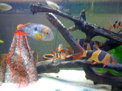 freshwater fish - botia macracantha - clown loach stocking in 125 gallons tank freshwater fish - botia macracantha - clown loach stocking in 125 gallons tank