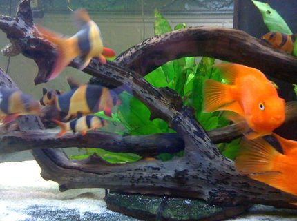freshwater fish - botia macracantha - clown loach stocking in 125 gallons tank freshwater fish - botia macracantha - clown loach stocking in 125 gallons tank