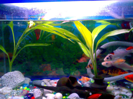 freshwater fish - botia macracantha - clown loach stocking in 15 gallons tank - other picture of my aquarium. freshwater fish - botia macracantha - clown loach stocking in 15 gallons tank - other picture of my aquarium.