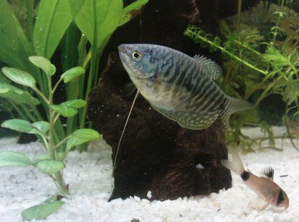 freshwater fish - trichogaster trichopterus - opaline gourami stocking in 10 gallons tank - favorite pic freshwater fish - trichogaster trichopterus - opaline gourami stocking in 10 gallons tank - favorite pic