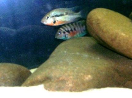 freshwater fish - thorichthys meeki - firemouth cichlid - New World Cichlids freshwater fish - thorichthys meeki - firemouth cichlid - New World Cichlids