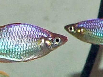 freshwater fish - melanotaenia praecox - praecox rainbow stocking in 320 gallons tank - Aussie dwarf neon Rainbows(Melanotaenia praecox) freshwater fish - melanotaenia praecox - praecox rainbow stocking in 320 gallons tank - Aussie dwarf neon Rainbows(Melanotaenia praecox)