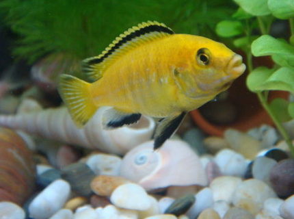 freshwater fish - labidochromis caeruleus - electric yellow cichlid stocking in 11 gallons tank - My first Electric Yellow Lab freshwater fish - labidochromis caeruleus - electric yellow cichlid stocking in 11 gallons tank - My first Electric Yellow Lab