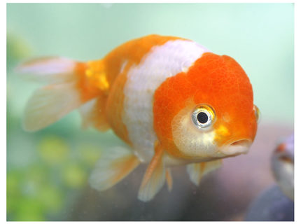 freshwater fish - carassius auratus - oranda goldfish stocking in 72 gallons tank - red and white lionhead freshwater fish - carassius auratus - oranda goldfish stocking in 72 gallons tank - red and white lionhead