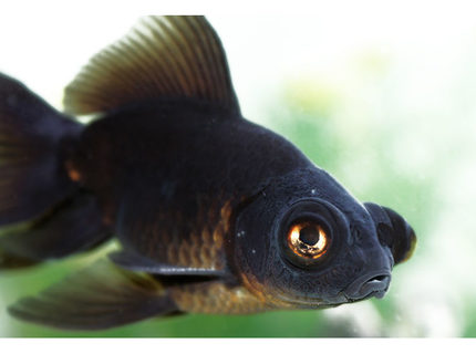 freshwater fish - carassius auratus - black moor goldfish stocking in 72 gallons tank - black moor freshwater fish - carassius auratus - black moor goldfish stocking in 72 gallons tank - black moor