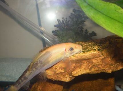 freshwater fish - gyrinocheilos aymonieri - chinese algae eater stocking in 10 gallons tank - This is one of my 2 Chinese Algae Eaters. His name is Monopoly. I think he is a cross between a Golden Algae Eater and a Chinese Algae Eater because of his strange colouring though. :) freshwater fish - gyrinocheilos aymonieri - chinese algae eater stocking in 10 gallons tank - This is one of my 2 Chinese Algae Eaters. His name is Monopoly. I think he is a cross between a Golden Algae Eater and a Chinese Algae Eater because of his strange colouring though. :)