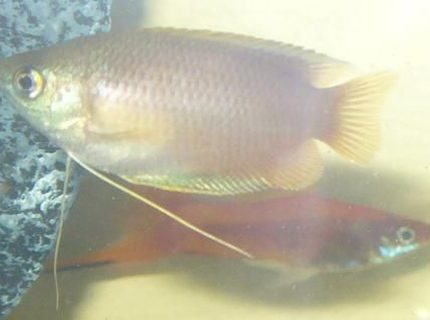 freshwater fish - colisa chuna - honey dwarf gourami stocking in 100 gallons tank - Honey Dwarf Gourami and Swordtail freshwater fish - colisa chuna - honey dwarf gourami stocking in 100 gallons tank - Honey Dwarf Gourami and Swordtail