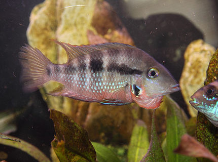 freshwater fish - thorichthys meeki - firemouth cichlid stocking in 45 gallons tank - Firemouth agressing my Jack Dempsey freshwater fish - thorichthys meeki - firemouth cichlid stocking in 45 gallons tank - Firemouth agressing my Jack Dempsey