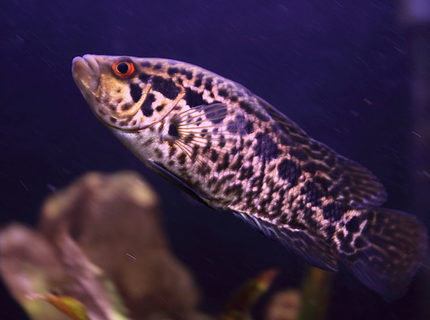 freshwater fish - parachromis managuensis - jaguar cichlid stocking in 45 gallons tank - Jaguar Cichlid, now about six inches long freshwater fish - parachromis managuensis - jaguar cichlid stocking in 45 gallons tank - Jaguar Cichlid, now about six inches long
