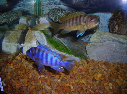 freshwater fish - labeotropheus fuelleborni - fuelleborni cichlid, marmalade stocking in 55 gallons tank - More Unknown African Cichlids. If You Know Breed Please Advise. freshwater fish - labeotropheus fuelleborni - fuelleborni cichlid, marmalade stocking in 55 gallons tank - More Unknown African Cichlids. If You Know Breed Please Advise.