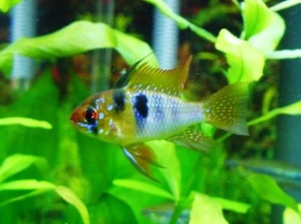 freshwater fish - papiliochromis ramirezi - german blue ram stocking in 60 gallons tank - German Blue Ram freshwater fish - papiliochromis ramirezi - german blue ram stocking in 60 gallons tank - German Blue Ram