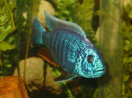 freshwater fish - sciaenochromis fryeri - electric blue hap stocking in 55 gallons tank - My gorgeous Electric Blue Ahli, Beebee ~ we found out his mate was actually another male and they weren't mating, they were fighting, so we are getting some more Ahli's to find him a friend! ~ freshwater fish - sciaenochromis fryeri - electric blue hap stocking in 55 gallons tank - My gorgeous Electric Blue Ahli, Beebee ~ we found out his mate was actually another male and they weren't mating, they were fighting, so we are getting some more Ahli's to find him a friend! ~