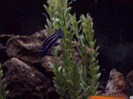 freshwater fish - melanochromis cyaneorhabdos - maingano cichlid stocking in 65 gallons tank - Melanochromis cyaneorhabdos freshwater fish - melanochromis cyaneorhabdos - maingano cichlid stocking in 65 gallons tank - Melanochromis cyaneorhabdos