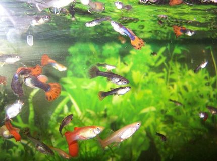 freshwater fish - poecilia reticulata - blue delta guppy - Kate's Guppy Tank freshwater fish - poecilia reticulata - blue delta guppy - Kate's Guppy Tank
