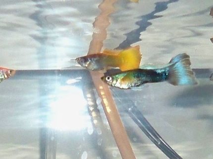 freshwater fish - poecilia reticulata - blue delta guppy stocking in 10 gallons tank - these are my 4 male fancy guppies along with my two neon tetras freshwater fish - poecilia reticulata - blue delta guppy stocking in 10 gallons tank - these are my 4 male fancy guppies along with my two neon tetras