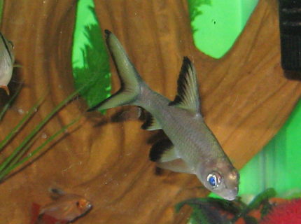 freshwater fish - balantiocheilus melanopterus - bala shark stocking in 40 gallons tank - My silver freshwater fish - balantiocheilus melanopterus - bala shark stocking in 40 gallons tank - My silver