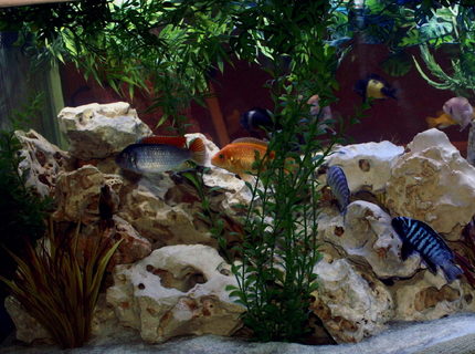 freshwater fish - copadichromis borleyi - yellowfin borleyi cichlid stocking in 200 gallons tank - My favorite shot. More to follow. freshwater fish - copadichromis borleyi - yellowfin borleyi cichlid stocking in 200 gallons tank - My favorite shot. More to follow.