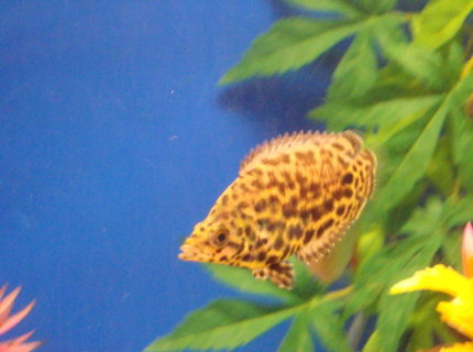 freshwater fish - ctenopoma acutirostre - leopard ctenopoma stocking in 80 gallons tank - Leopard Ctenopoma freshwater fish - ctenopoma acutirostre - leopard ctenopoma stocking in 80 gallons tank - Leopard Ctenopoma