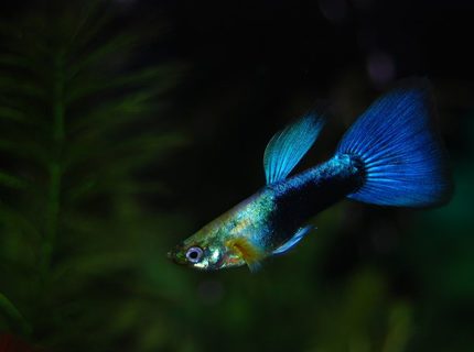 freshwater fish - poecilia reticulata - blue delta guppy stocking in 22 gallons tank - One Of My Guppy's. freshwater fish - poecilia reticulata - blue delta guppy stocking in 22 gallons tank - One Of My Guppy's.