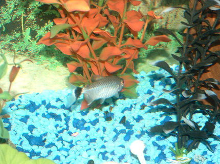 freshwater fish - moenkhausia sanctaefilomene - red eye tetra stocking in 30 gallons tank - This is my Red Eye Tetra. freshwater fish - moenkhausia sanctaefilomene - red eye tetra stocking in 30 gallons tank - This is my Red Eye Tetra.