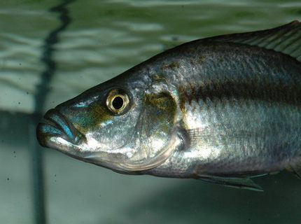 freshwater fish - dimidiochromis compressiceps - compressiceps cichlid stocking in 75 gallons tank - Didimichromis compressiceps-so called Malawi Eye Biter in my 55 gallon mixed Malawi tank. Young male freshwater fish - dimidiochromis compressiceps - compressiceps cichlid stocking in 75 gallons tank - Didimichromis compressiceps-so called Malawi Eye Biter in my 55 gallon mixed Malawi tank. Young male