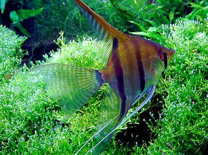 freshwater fish - pterophyllum scalare - angelfish stocking in 40 gallons tank - angelfish over riccia fluitians (photo digitally enhanced) freshwater fish - pterophyllum scalare - angelfish stocking in 40 gallons tank - angelfish over riccia fluitians (photo digitally enhanced)