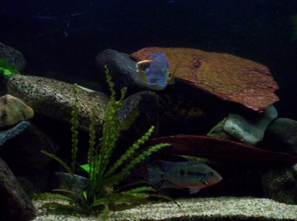 freshwater fish - thorichthys meeki - firemouth cichlid stocking in 100 gallons tank - this is my firemouth cichlid, up top is my green terror if you can make it him out freshwater fish - thorichthys meeki - firemouth cichlid stocking in 100 gallons tank - this is my firemouth cichlid, up top is my green terror if you can make it him out
