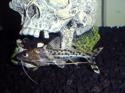 freshwater fish - synodontis eupterus - synodontis eupterus catfish stocking in 29 gallons tank - one of my catfish freshwater fish - synodontis eupterus - synodontis eupterus catfish stocking in 29 gallons tank - one of my catfish
