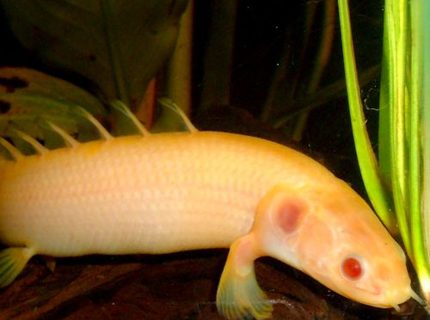 freshwater fish - polypterus senegalus - cuvier bichir stocking in 80 gallons tank - Albino Bichir freshwater fish - polypterus senegalus - cuvier bichir stocking in 80 gallons tank - Albino Bichir