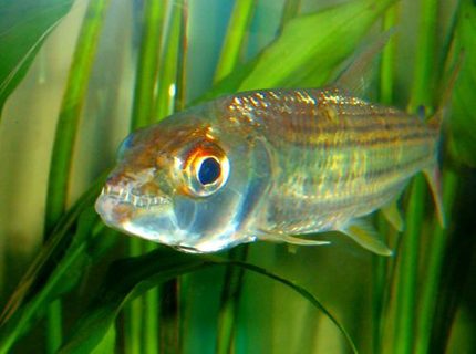 freshwater fish - crossocheilus siamensis - siamese flying fox stocking in 80 gallons tank - African Tiger Fish freshwater fish - crossocheilus siamensis - siamese flying fox stocking in 80 gallons tank - African Tiger Fish