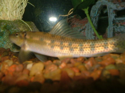 freshwater fish - gyrinocheilos aymonieri - chinese algae eater stocking in 29 gallons tank - my chinese algae eater tail not pictured freshwater fish - gyrinocheilos aymonieri - chinese algae eater stocking in 29 gallons tank - my chinese algae eater tail not pictured