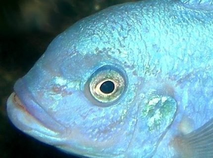 Blue Cobalt Cichlid (maylandia callainos) Photos