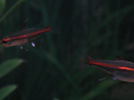 freshwater fish - hemigrammus erythrozonus - glolite tetra stocking in 55 gallons tank - Glolite Tetras; Week 3 added five freshwater fish - hemigrammus erythrozonus - glolite tetra stocking in 55 gallons tank - Glolite Tetras; Week 3 added five