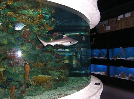 Rated #5: Freshwater Fish - Labeo Chrysophekadion - Black Shark Stocking In 65 Gallons Tank - Black Tip Reef Shark At Work Rated #5: Freshwater Fish - Labeo Chrysophekadion - Black Shark Stocking In 65 Gallons Tank - Black Tip Reef Shark At Work