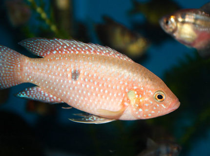 freshwater fish - hemichromis bimaculatus - jewel cichlid - Jewel freshwater fish - hemichromis bimaculatus - jewel cichlid - Jewel