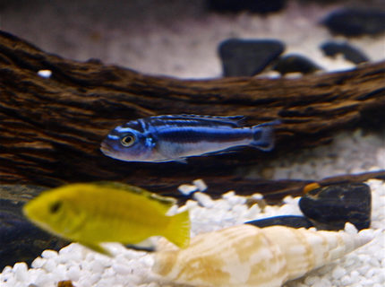 freshwater fish - melanochromis cyaneorhabdos - maingano cichlid stocking in 55 gallons tank - melanochromis freshwater fish - melanochromis cyaneorhabdos - maingano cichlid stocking in 55 gallons tank - melanochromis
