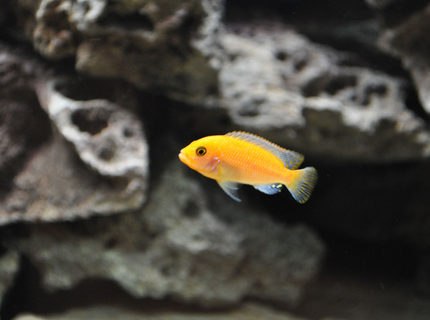 freshwater fish - pseudotropheus estherae - red zebra cichlid stocking in 120 gallons tank - Red Zebra freshwater fish - pseudotropheus estherae - red zebra cichlid stocking in 120 gallons tank - Red Zebra