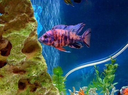 Rated #6: Freshwater Fish - Aulonocara Nyassae Var. - Peacock Cichlid, Orange Blossom Stocking In 72 Gallons Tank - MY NEWEST CICHLID. Rated #6: Freshwater Fish - Aulonocara Nyassae Var. - Peacock Cichlid, Orange Blossom Stocking In 72 Gallons Tank - MY NEWEST CICHLID.
