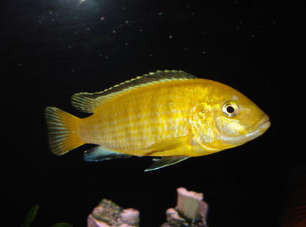freshwater fish - labidochromis caeruleus - electric yellow cichlid stocking in 55 gallons tank - "Sunshine" My Yellow Lab. freshwater fish - labidochromis caeruleus - electric yellow cichlid stocking in 55 gallons tank - "Sunshine" My Yellow Lab.
