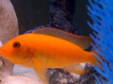 freshwater fish - pseudotropheus estherae - red zebra cichlid stocking in 55 gallons tank - african freshwater fish - pseudotropheus estherae - red zebra cichlid stocking in 55 gallons tank - african