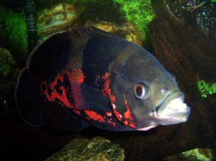 freshwater fish - astronotus ocellatus - tiger oscar stocking in 75 gallons tank - 1 year old Tiger Oscar freshwater fish - astronotus ocellatus - tiger oscar stocking in 75 gallons tank - 1 year old Tiger Oscar