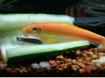 freshwater fish - gyrinocheilos aymonieri - chinese algae eater stocking in 40 gallons tank - Chinese Algae Eater (CAE) freshwater fish - gyrinocheilos aymonieri - chinese algae eater stocking in 40 gallons tank - Chinese Algae Eater (CAE)