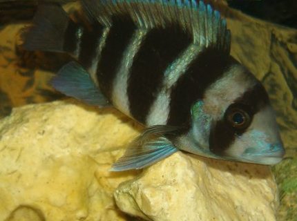 freshwater fish - cyphotilapia frontosa - frontosa cichlid stocking in 114 gallons tank - 1 of my frontosa's freshwater fish - cyphotilapia frontosa - frontosa cichlid stocking in 114 gallons tank - 1 of my frontosa's