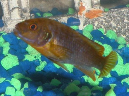 freshwater fish - iodotropheus sprengerae - rusty cichlid stocking in 46 gallons tank - My Rusty Cichlid freshwater fish - iodotropheus sprengerae - rusty cichlid stocking in 46 gallons tank - My Rusty Cichlid