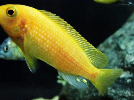 freshwater fish - pseudotropheus estherae - red zebra cichlid stocking in 55 gallons tank - Red Zebra - Metriaclima estherae freshwater fish - pseudotropheus estherae - red zebra cichlid stocking in 55 gallons tank - Red Zebra - Metriaclima estherae